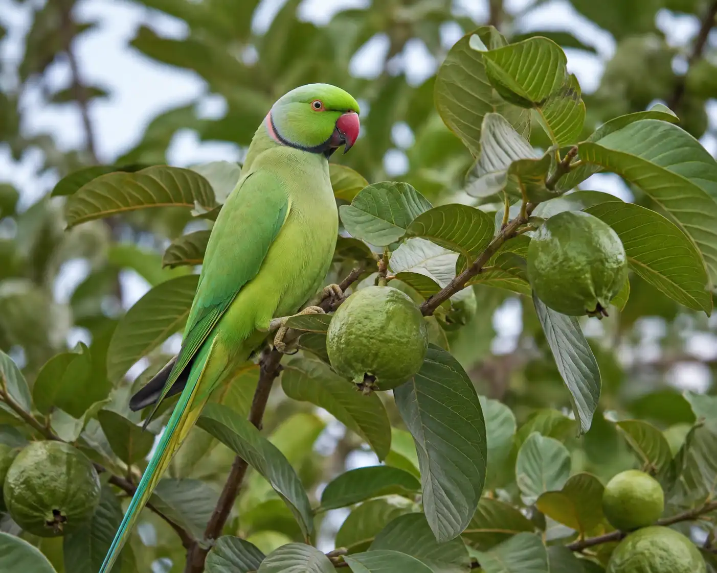 Bird Life